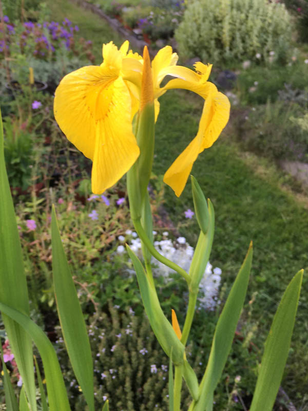 Iris pseudacorus
